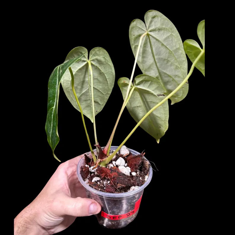 Anthurium Clarinervium Plant in a Nursery Pot - Live Anthurium Houseplant - Rare Aroids - Crystal Anthurium - Indoor Plant - US Seller