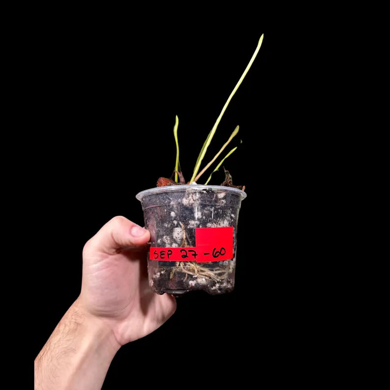 Anthurium Clarinervium Plant in a Nursery Pot - Live Anthurium Houseplant - Rare Aroids - Crystal Anthurium - Indoor Plant - US Seller