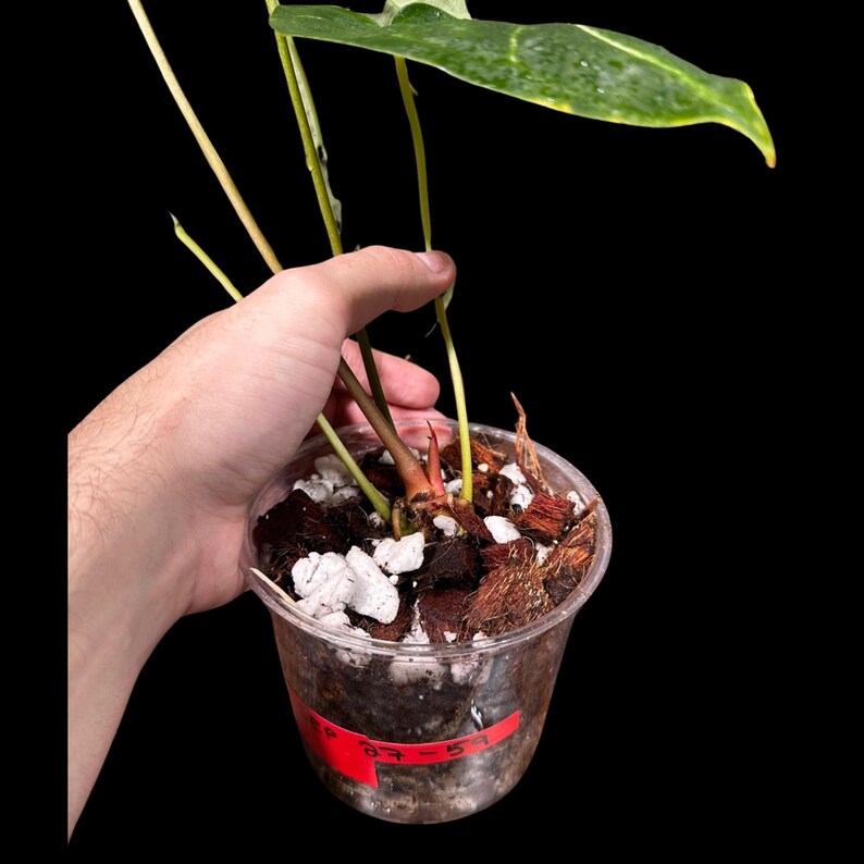 Anthurium Clarinervium Plant in a Nursery Pot - Live Anthurium Houseplant - Rare Aroids - Crystal Anthurium - Indoor Plant - US Seller