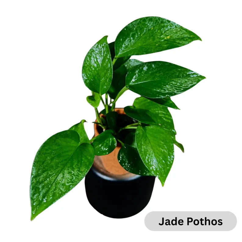 Live Pothos Plants in a Grow Pot - Golden, Neon, Pearl & Jade, N'Joy, Cebu Blue, Jade Pothos -Easy Care Low Light Indoor Plant