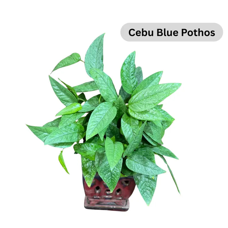 Live Pothos Plants in a Grow Pot - Golden, Neon, Pearl & Jade, N'Joy, Cebu Blue, Jade Pothos -Easy Care Low Light Indoor Plant