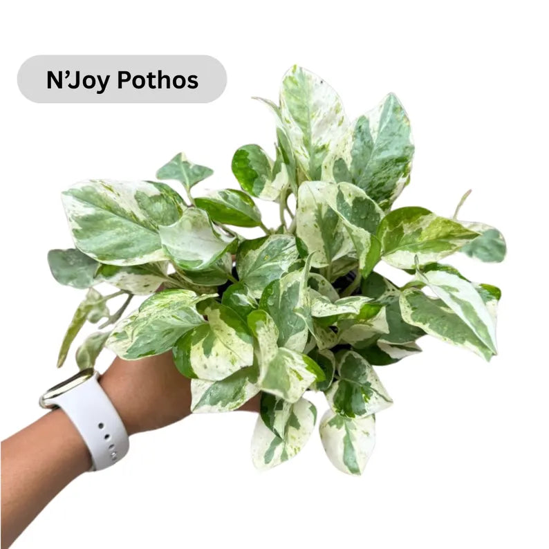 Live Pothos Plants in a Grow Pot - Golden, Neon, Pearl & Jade, N'Joy, Cebu Blue, Jade Pothos -Easy Care Low Light Indoor Plant