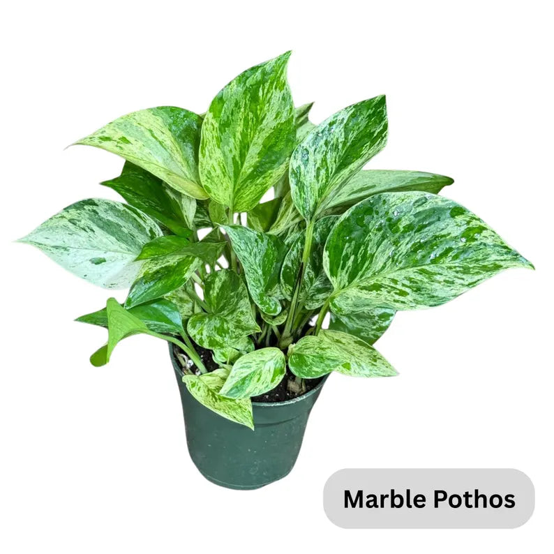 Live Pothos Plants in a Grow Pot - Golden, Neon, Pearl & Jade, N'Joy, Cebu Blue, Jade Pothos -Easy Care Low Light Indoor Plant