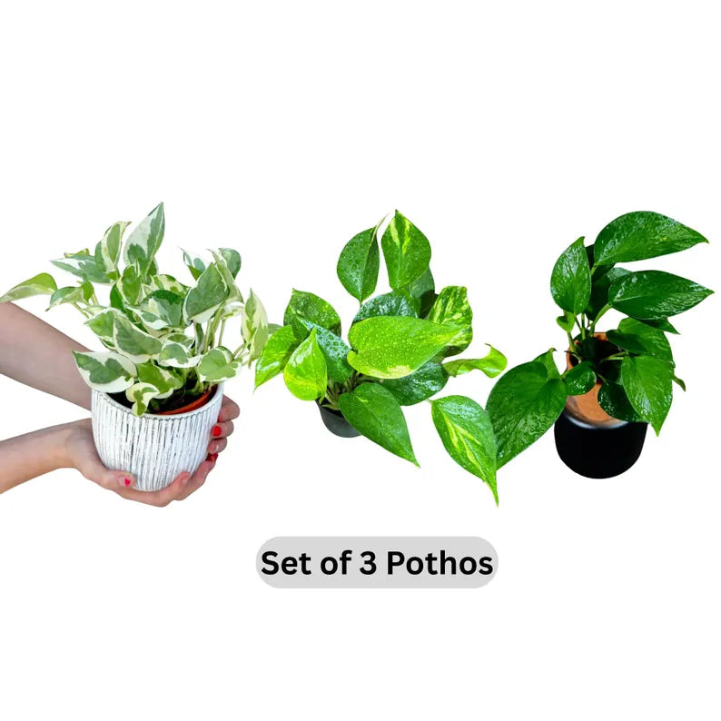 Live Pothos Plants in a Grow Pot - Golden, Neon, Pearl & Jade, N'Joy, Cebu Blue, Jade Pothos -Easy Care Low Light Indoor Plant