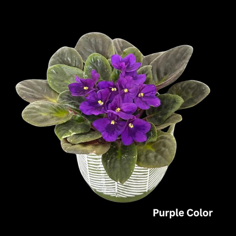 African Violet in 4" Grow Pot Set - Indoor Flower Plant - Plant Lover Gift - White, Pink, Violet Live Flower Plant - Blooms All Year Round