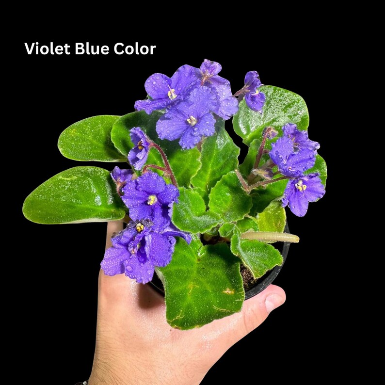 African Violet in 4" Grow Pot Set - Indoor Flower Plant - Plant Lover Gift - White, Pink, Violet Live Flower Plant - Blooms All Year Round