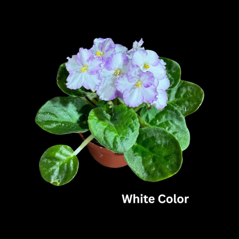 African Violet in 4" Grow Pot Set - Indoor Flower Plant - Plant Lover Gift - White, Pink, Violet Live Flower Plant - Blooms All Year Round