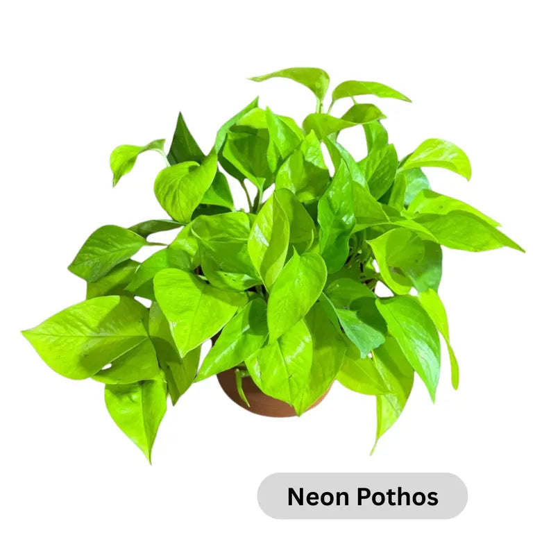 Live Pothos Plants in a Grow Pot - Golden, Neon, Pearl & Jade, N'Joy, Cebu Blue, Jade Pothos -Easy Care Low Light Indoor Plant