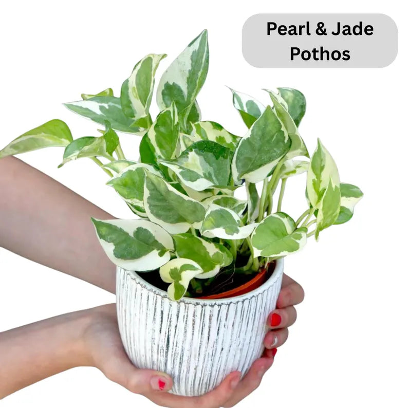 Live Pothos Plants in a Grow Pot - Golden, Neon, Pearl & Jade, N'Joy, Cebu Blue, Jade Pothos -Easy Care Low Light Indoor Plant