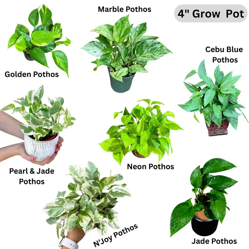 Live Pothos Plants in a Grow Pot - Golden, Neon, Pearl & Jade, N'Joy, Cebu Blue, Jade Pothos -Easy Care Low Light Indoor Plant