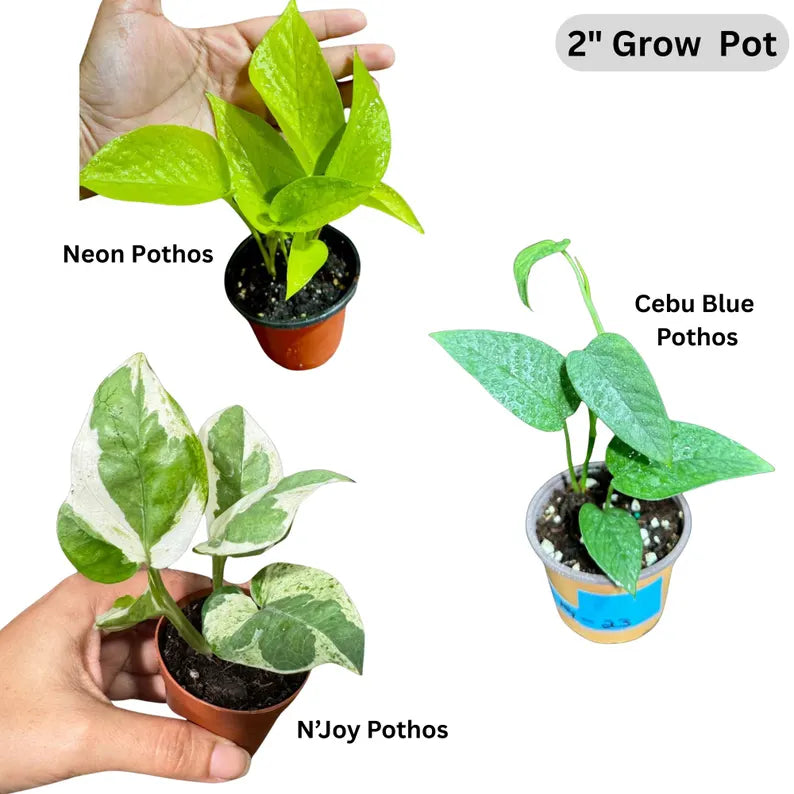 Live Pothos Plants in a Grow Pot - Golden, Neon, Pearl & Jade, N'Joy, Cebu Blue, Jade Pothos -Easy Care Low Light Indoor Plant