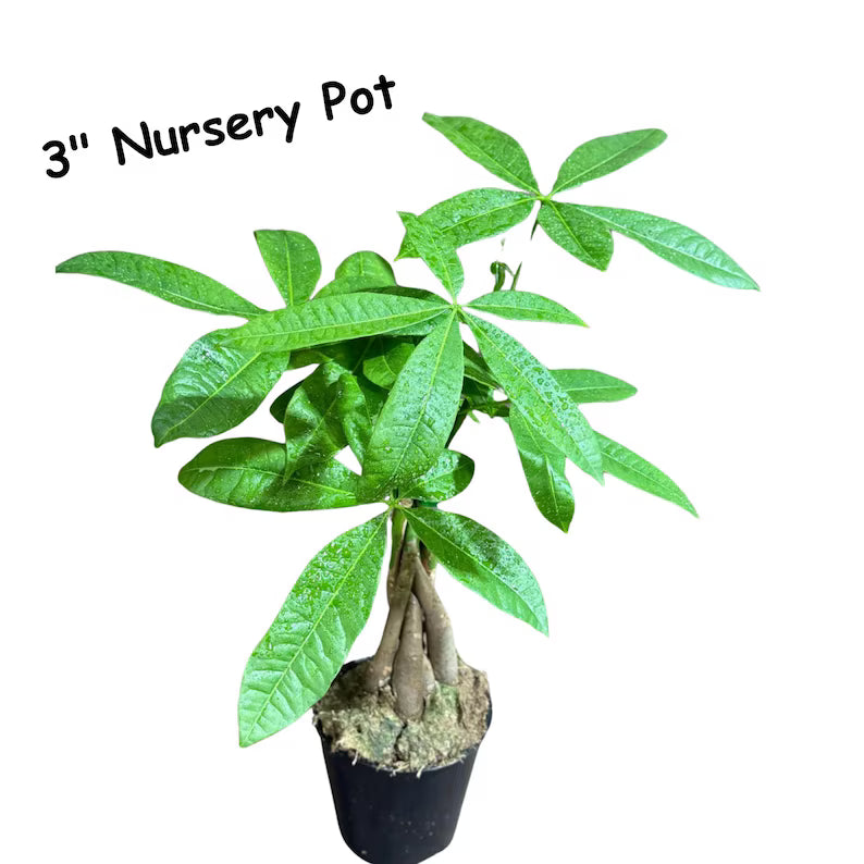 Lucky Money Tree - Lucky Houseplant - Easy Care Tall Indoor Live Plant- Gift Indoor Plant - Pet Friendly Air Purifier Plant