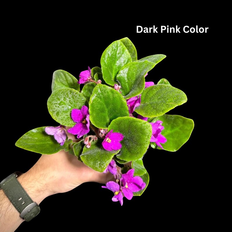 African Violet in 4" Grow Pot Set - Indoor Flower Plant - Plant Lover Gift - White, Pink, Violet Live Flower Plant - Blooms All Year Round