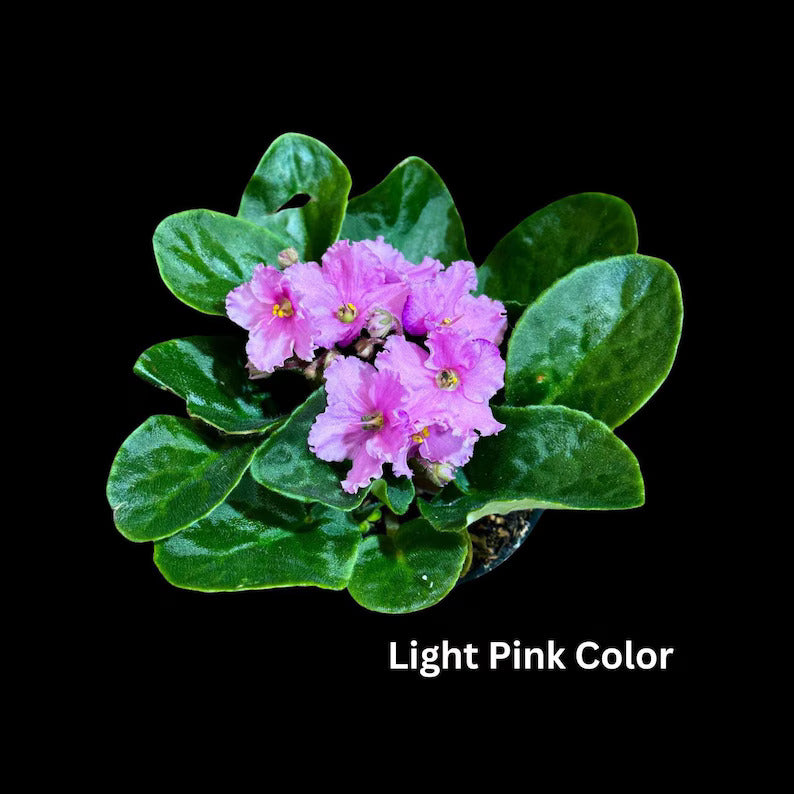 African Violet in 4" Grow Pot Set - Indoor Flower Plant - Plant Lover Gift - White, Pink, Violet Live Flower Plant - Blooms All Year Round