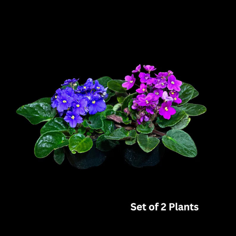 African Violet in 4" Grow Pot Set - Indoor Flower Plant - Plant Lover Gift - White, Pink, Violet Live Flower Plant - Blooms All Year Round