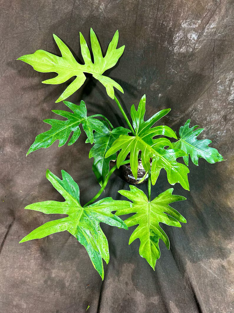 Philodendron Radiatum Variegated Exact Plant - US SELLER Rare - Indoor Rare Plant US seller