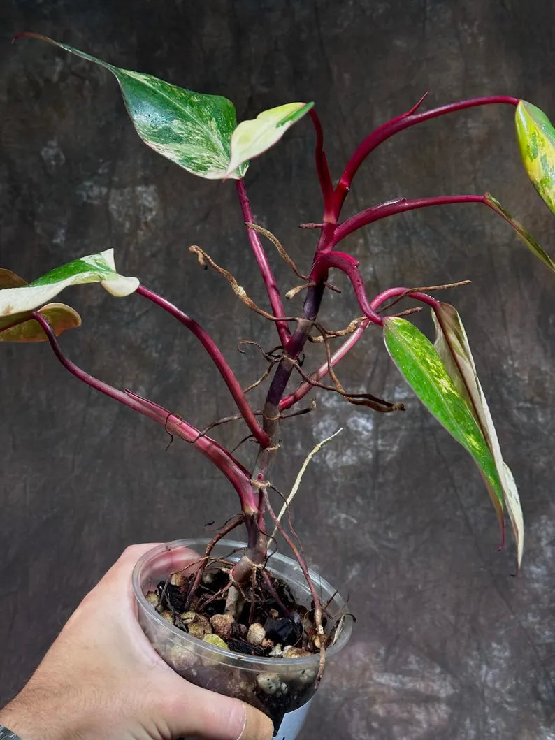Variegated Philodendron Strawberry Shake Live Plant - Rare Collector Plant - Gift Indoor Houseplant - Exact Same Plant - US Seller