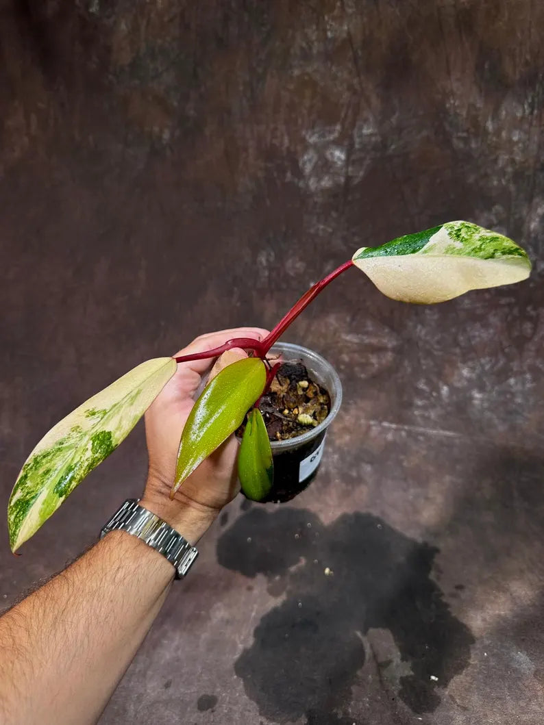 Variegated Philodendron Strawberry Shake Live Plant - Rare Collector Plant - Gift Indoor Philodendron Pink - Exact Same Plant - US Seller