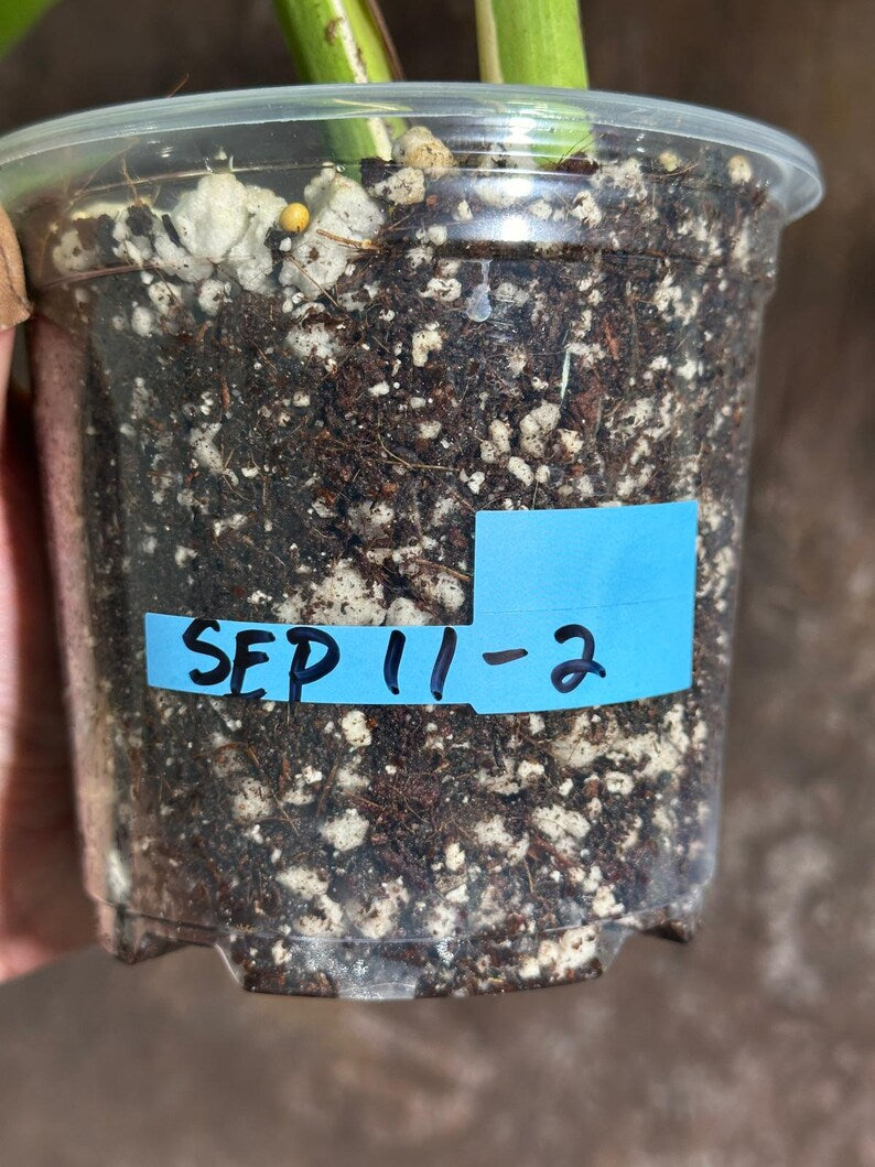 Variegated Monstera Albo Plant - Rare Indoor White Monstera Albo Borsigiana Plant - Half-Moon Leaf Plant - Rare Houseplant - EXACT Plant