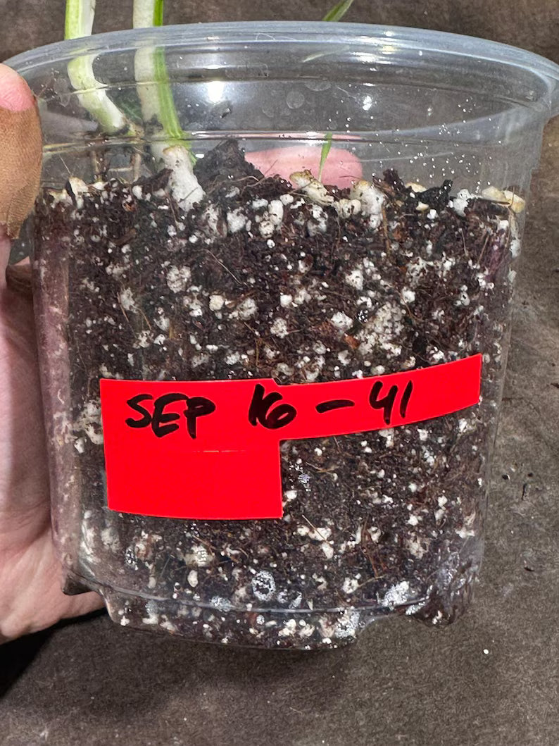 Variegated Monstera Albo Plant - Rare Indoor White Monstera Albo Borsigiana Plant - Baby Leaf Plant - Indoor Plant - EXACT Plant - US Seller