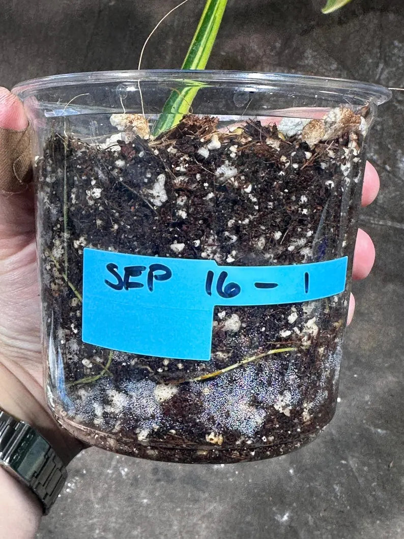 Variegated Philodendron Bipennifolium in a Nursery Pot - Bipennifolium Single Leaf Potted Plant - Exact SAME Live Plant - US Seller