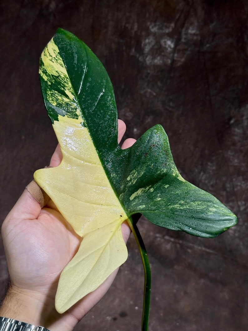 Variegated Philodendron Bipennifolium in a Nursery Pot - Bipennifolium Half-Moon Leaf Potted Plant - Exact SAME Live Plant - US Seller