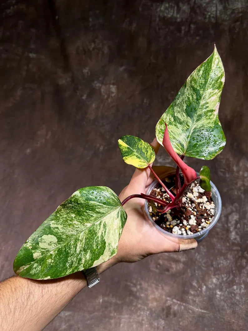 Variegated Philodendron Strawberry Shake Exact Live Plant - Rare Collector Plant - Gift Indoor Bright Pink - Exotic Plants - US Seller