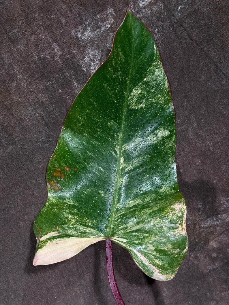 Variegated Philodendron Strawberry Shake Exact Live Plant - Rare Collector Plant - Gift Indoor Bright Pink - Exotic Plants - US Seller