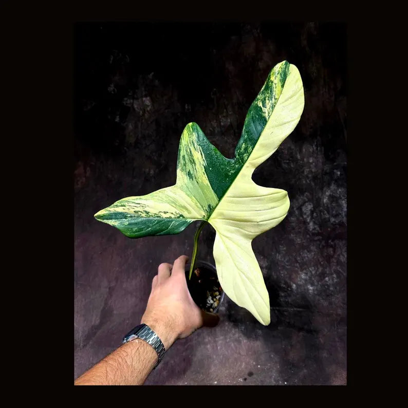 Variegated Philodendron Bipennifolium in a Nursery Pot - Bipennifolium Single Leaf Potted Plant - Exact SAME Live Plant - US Seller