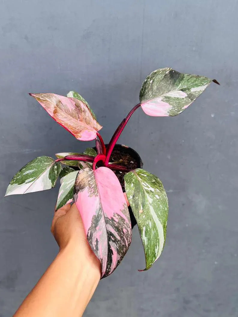 Philodendron Pink Princess in 4" Grow Pot - Variegated Live Pink Princess Marble - Rare Collector Plant - Beginners Plant- Non-Exact