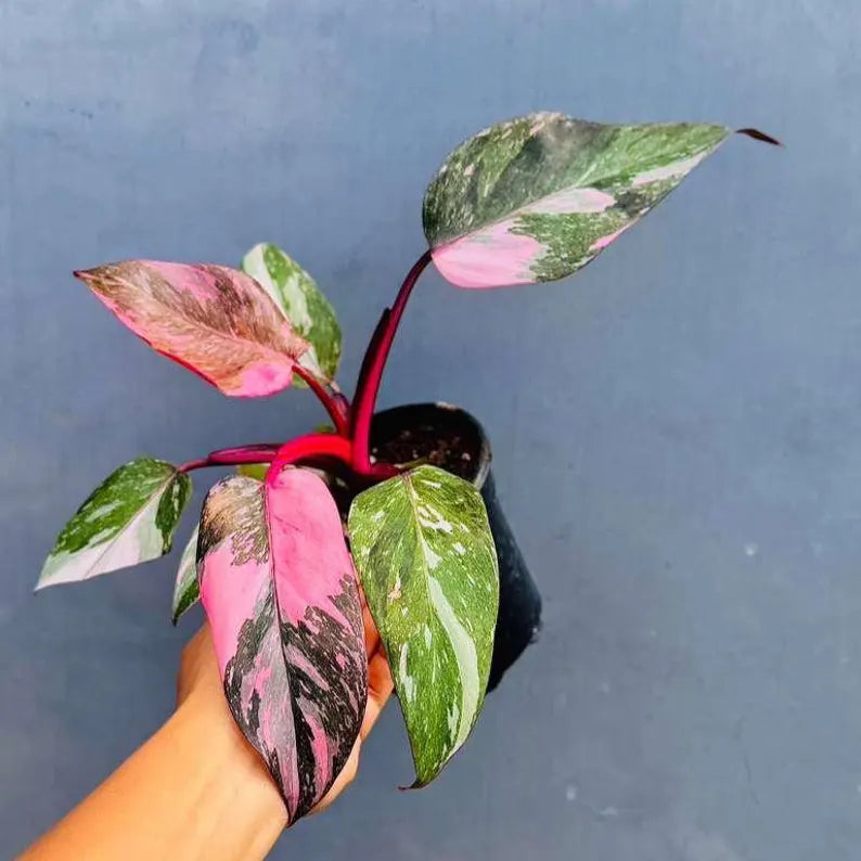 Philodendron Pink Princess in 4" Grow Pot - Variegated Live Pink Princess Marble - Rare Collector Plant - Beginners Plant- Non-Exact