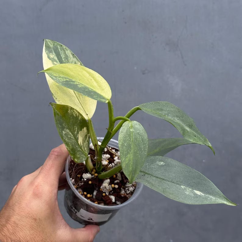 Philodendron Silver Sword Variegated Plant - Indoor Live Houseplant - Variegated Silver Sword - Extremely Rare Collector Plant - US Seller