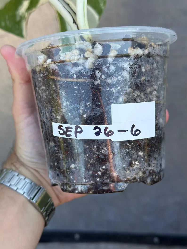 Variegated Monstera Albo Plant - Rare Indoor White Monstera Albo Borsigiana Plant - Albo Monstera - US Seller - Rare Houseplant -EXACT Plant