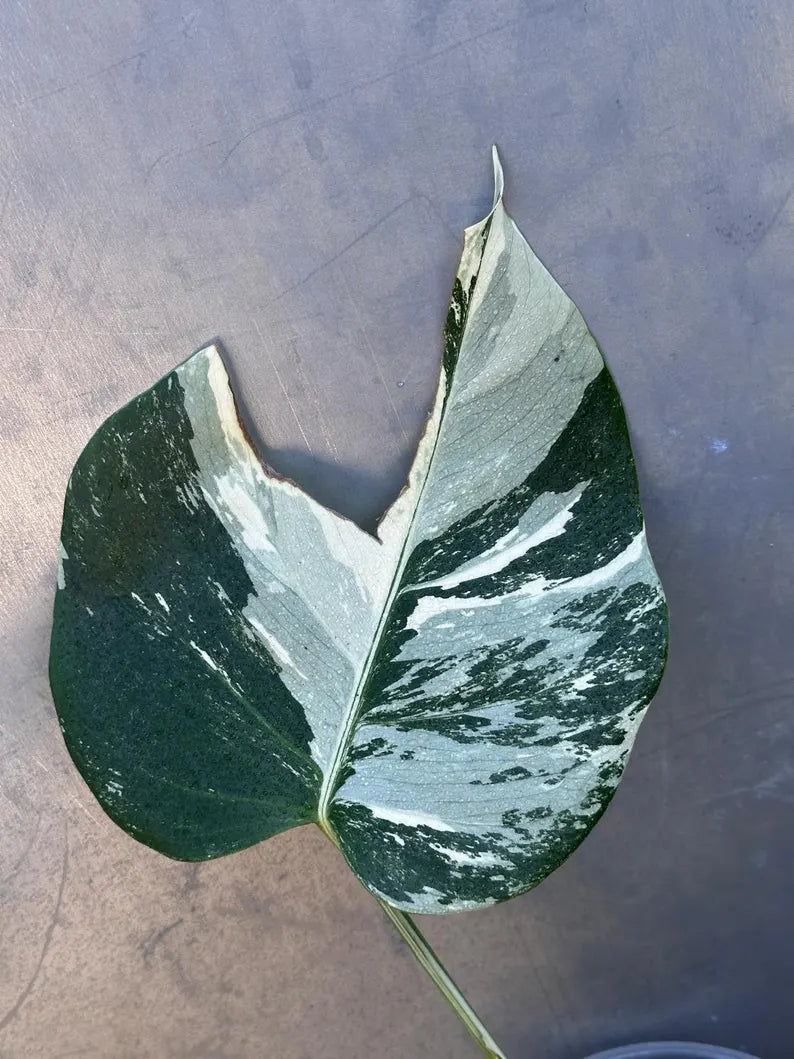 Variegated Monstera Albo Plant - Rare Indoor White Monstera Albo Borsigiana Plant - Albo Monstera - US Seller - Rare Houseplant -EXACT Plant
