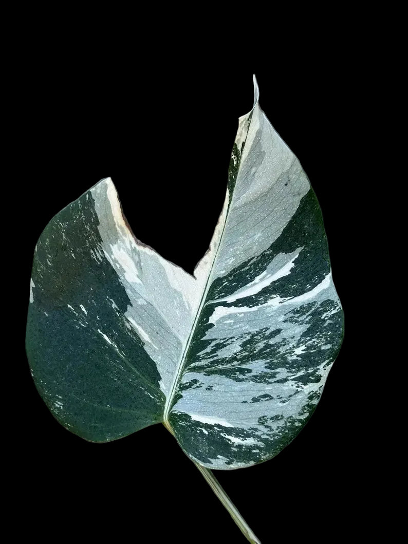 Variegated Monstera Albo Plant