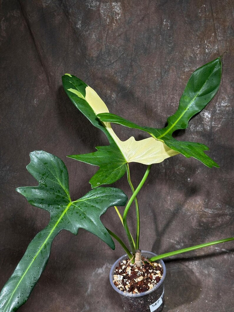 Philodendron Golden Dragon Variegated Established Plant in a Nursery Pot- Collector Rare Indoor Plants - Live Plant - SAME plant - US Seller