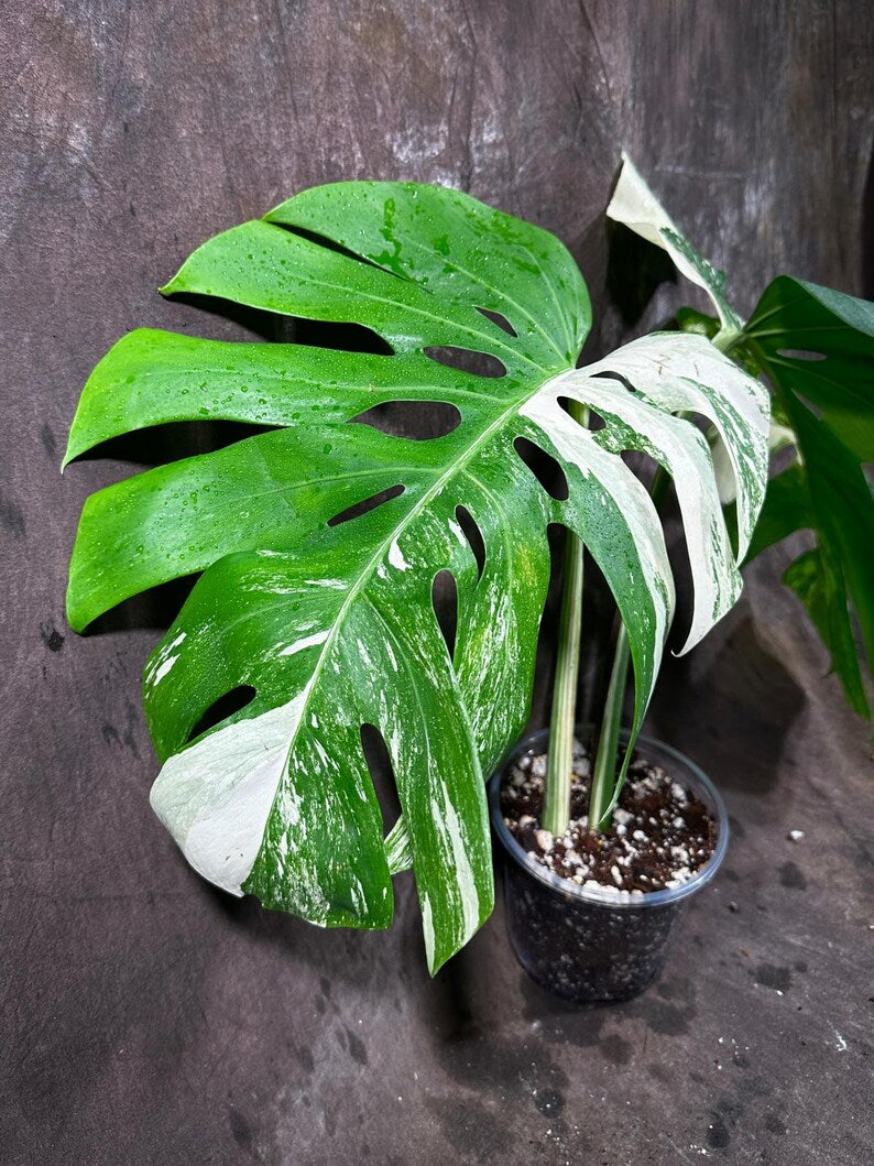 Variegated Monstera Albo Plant - Rare Indoor White Monstera Albo Borsigiana Plant - Half-Moon Leaf Plant - Rare Houseplant - EXACT Plant