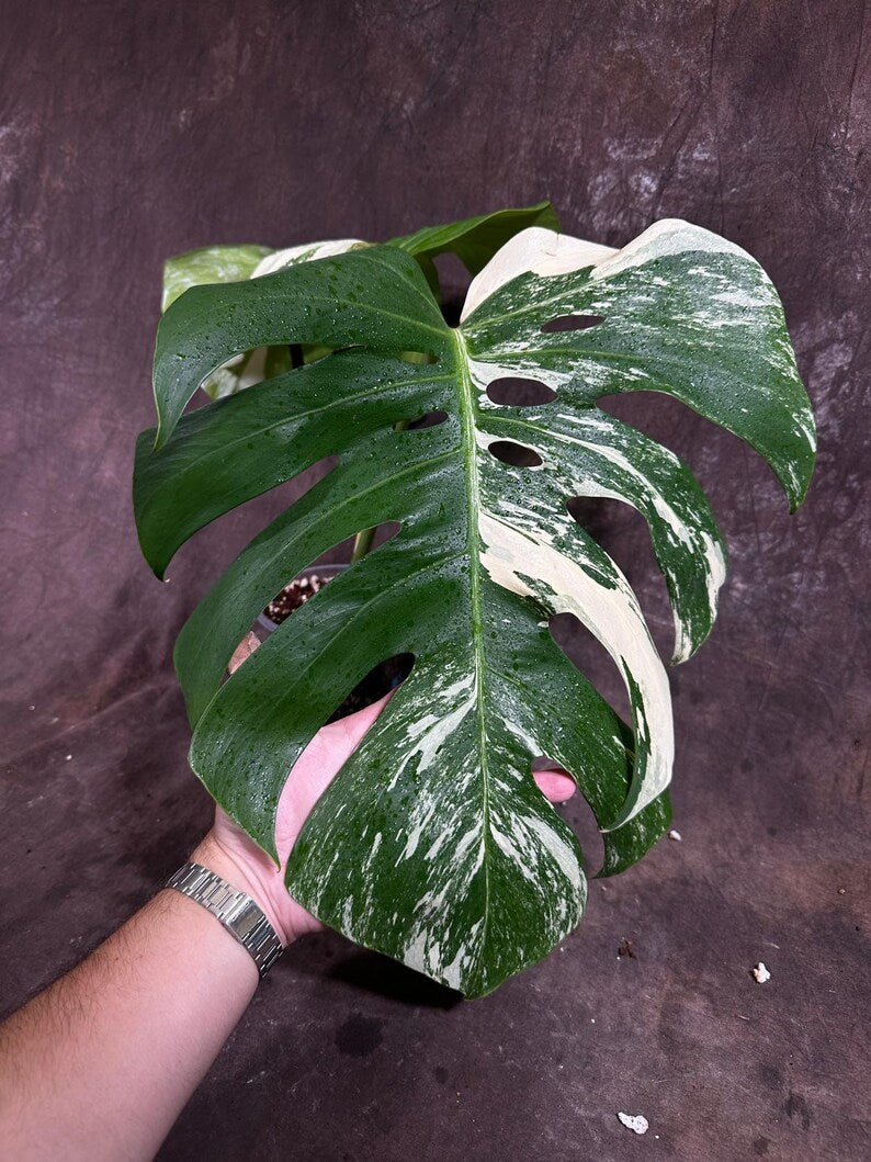 Variegated Monstera Albo Plant - Rare Indoor White Monstera Albo Borsigiana Plant - Half-Moon Leaf Plant - Rare Houseplant - EXACT Plant