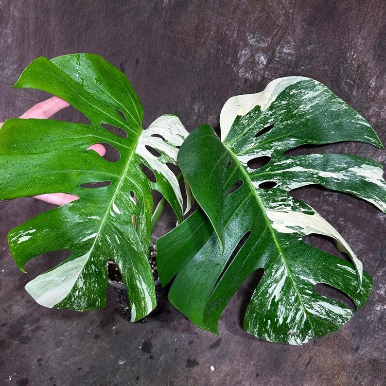 Variegated Monstera Albo Plant - Rare Indoor White Monstera Albo Borsigiana Plant - Half-Moon Leaf Plant - Rare Houseplant - EXACT Plant