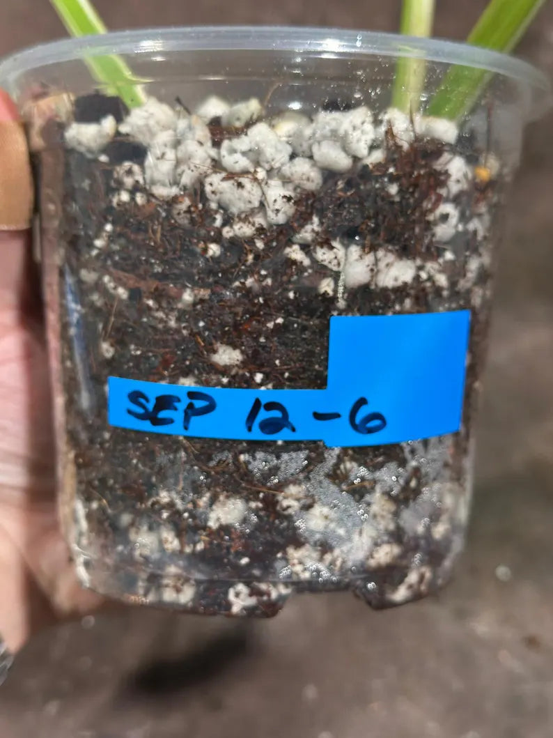 Variegated Monstera Albo Plant - Rare Indoor Plant - White Monstera Borsigiana Albo - Home Decor - Albo Monstera - EXACT Plant- US Seller