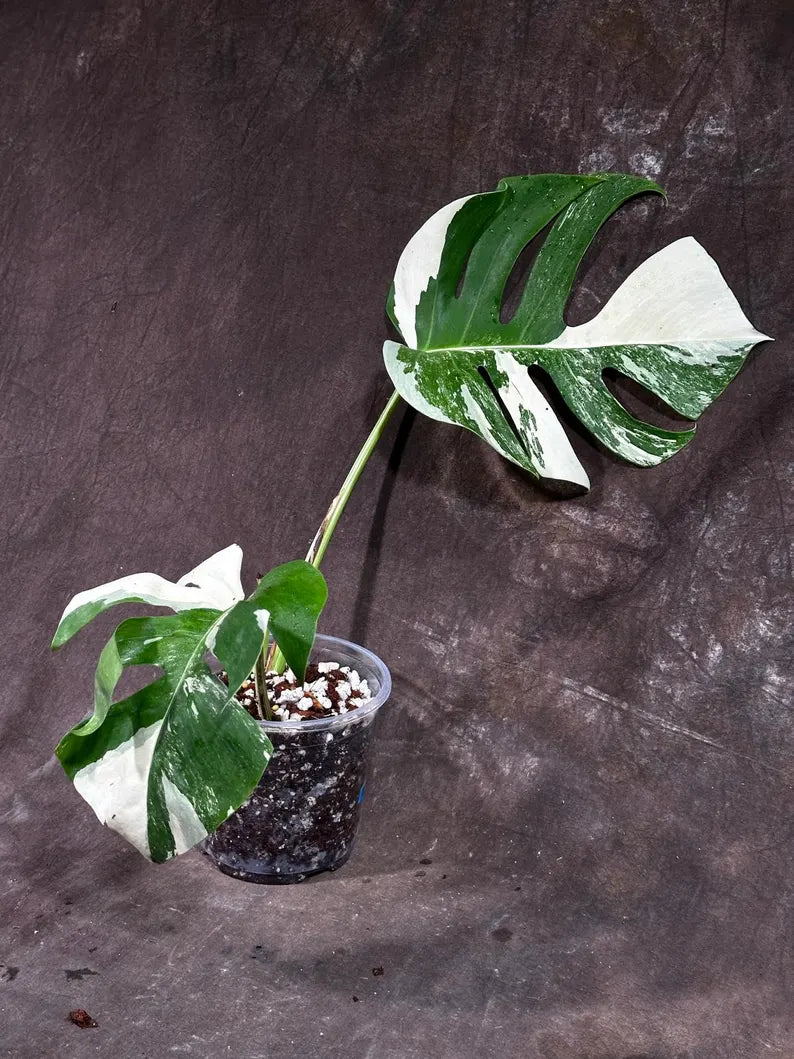 Variegated Monstera Albo