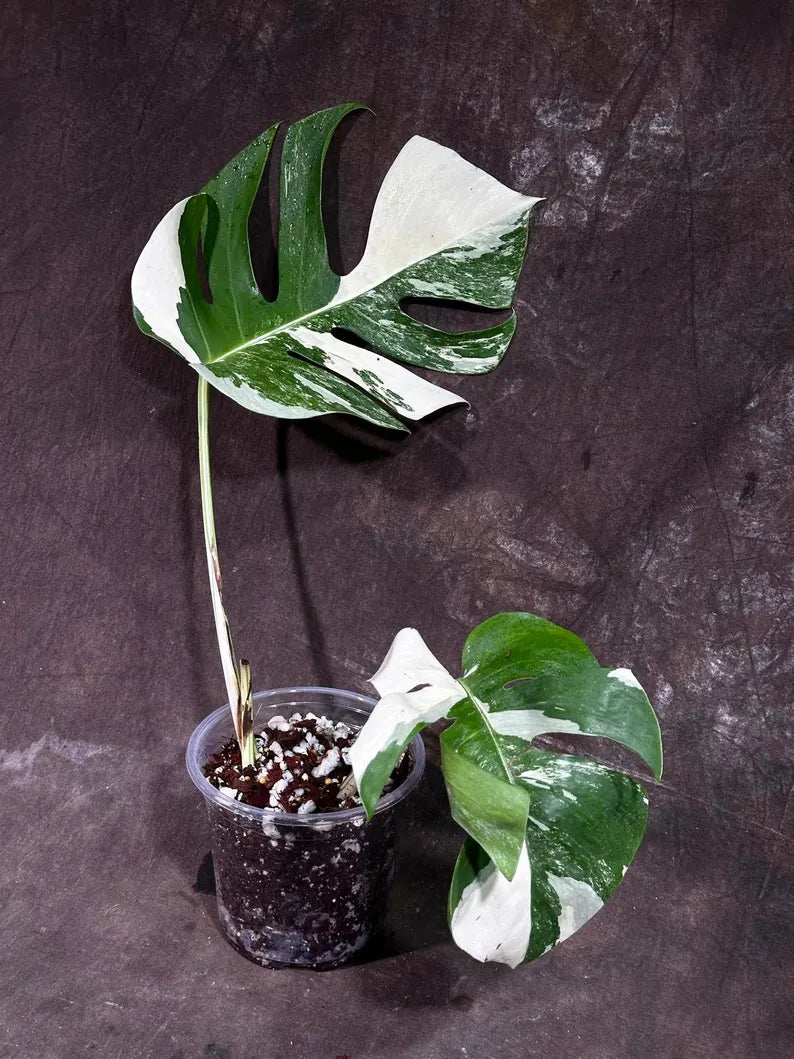 Variegated Monstera Albo Plant - Rare Indoor Plant - White Monstera Borsigiana Albo - Home Decor - Albo Monstera - EXACT Plant- US Seller