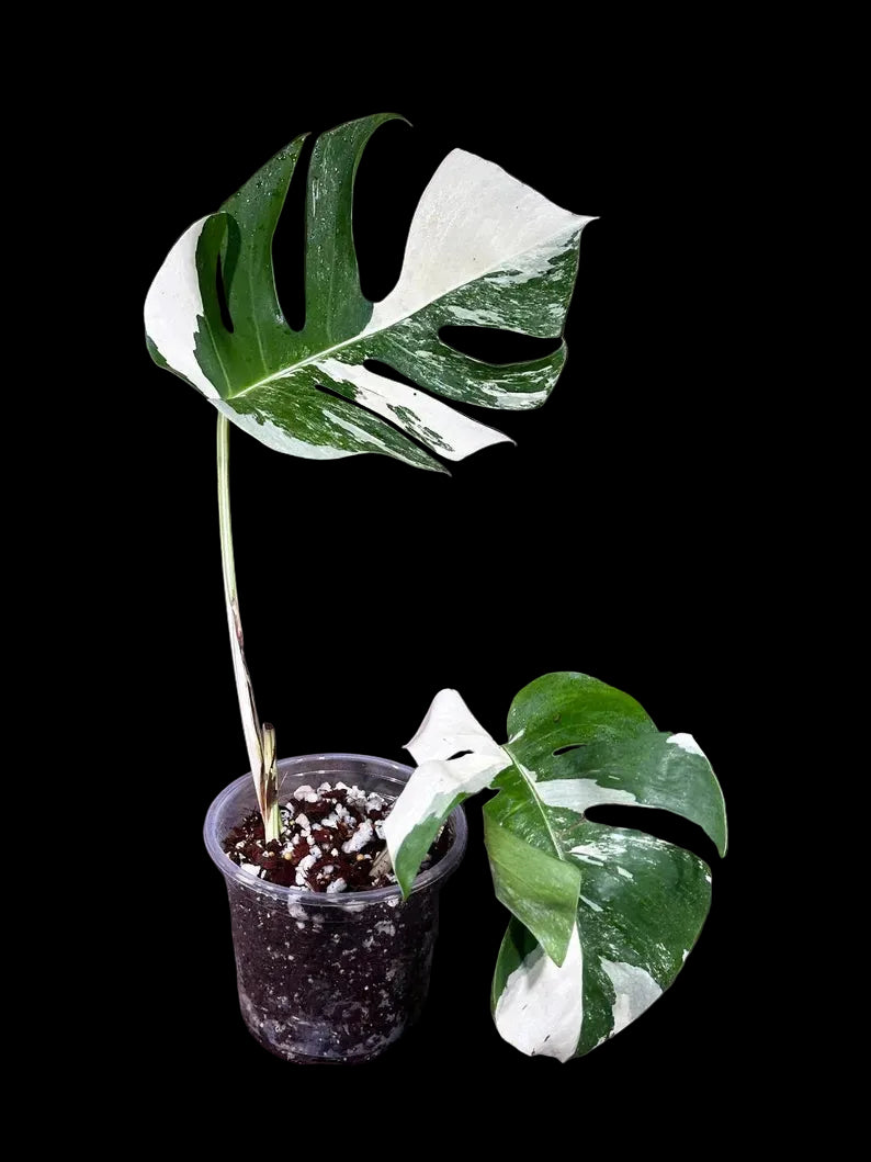 Variegated Monstera Albo Plant