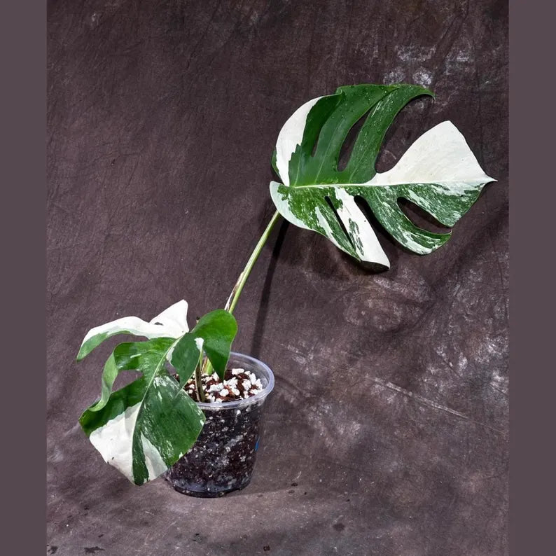 Variegated Monstera Albo Plant - Rare Indoor Plant - White Monstera Borsigiana Albo - Home Decor - Albo Monstera - EXACT Plant- US Seller