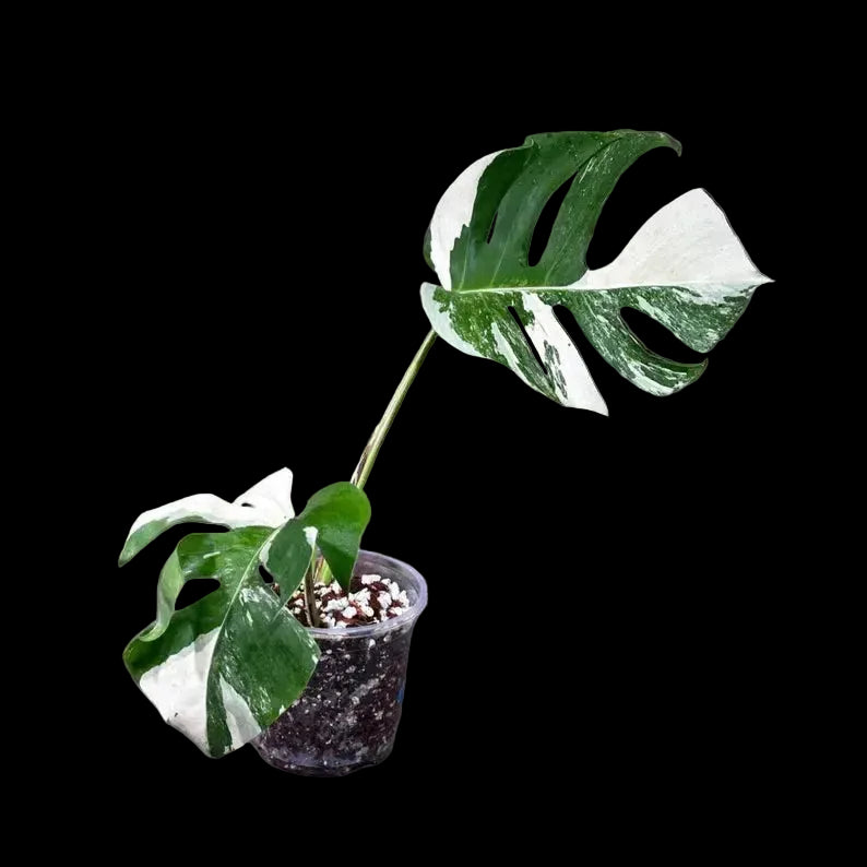 Variegated Monstera Albo Plant