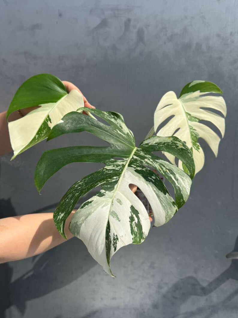 Variegated Monstera Albo 3 Leaf Potted Plant - Rare Indoor White Monstera Albo Borsigiana Live Plant - Non-Exact Plant - US Seller