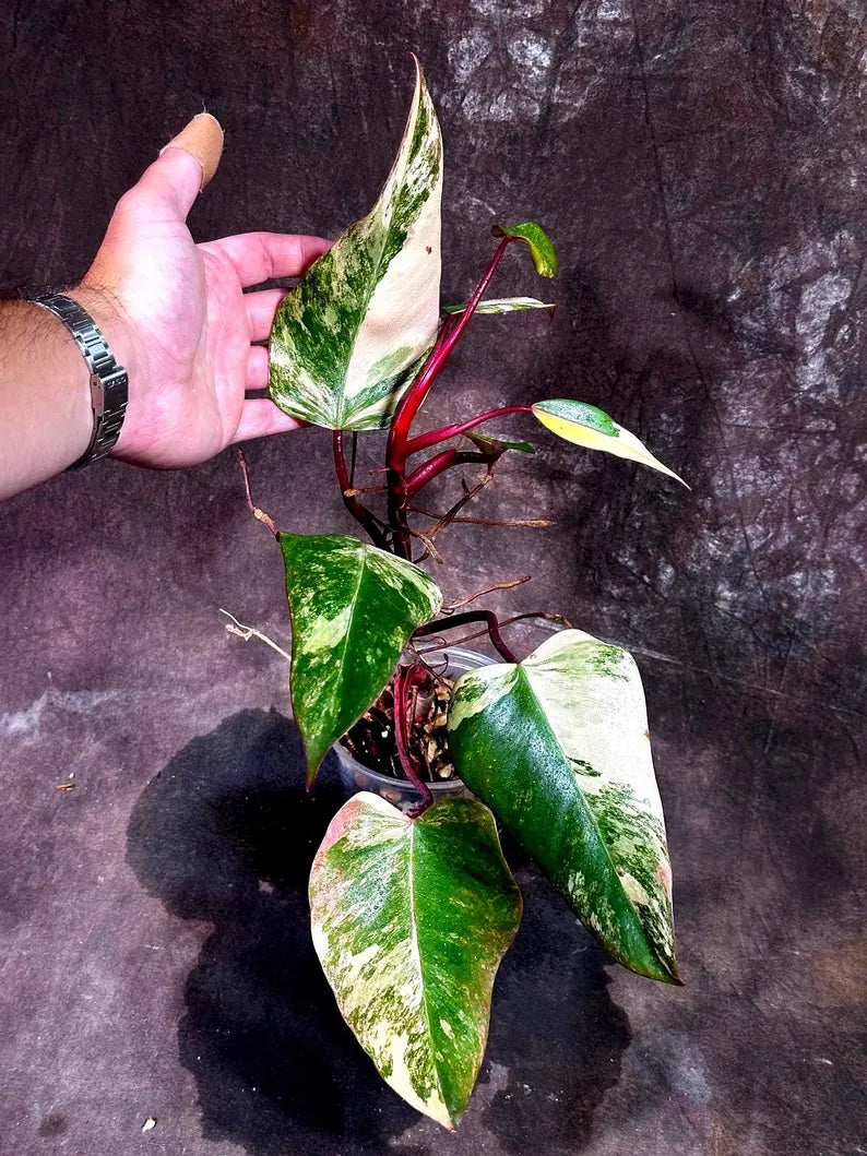 Variegated Philodendron Strawberry Shake Live Plant - Rare Collector Plant - Gift Indoor Houseplant - Exact Same Plant - US Seller