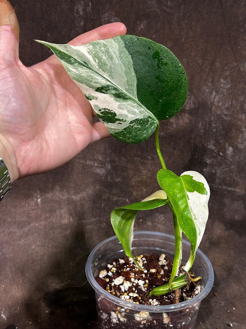Variegated Monstera Albo Plant - Rare Indoor White Monstera Albo Borsigiana Plant - Baby Leaf Plant - Indoor Plant - EXACT Plant - US Seller