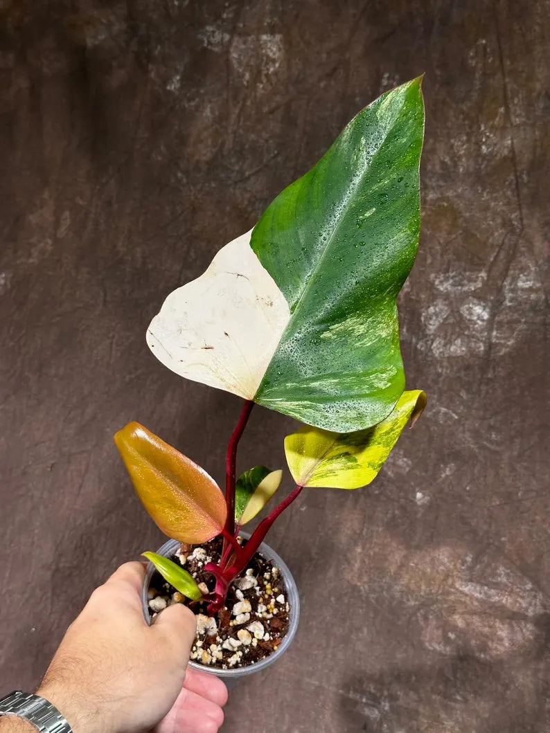 Variegated Philodendron Strawberry Shake Exact Live Plant - Rare Collector Plant - Gift Indoor Bright Pink - Exotic Plants - US Seller