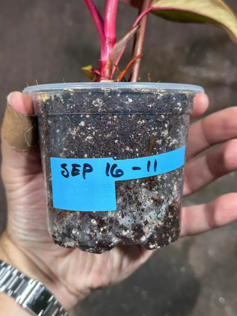 Variegated Philodendron Strawberry Shake Exact Live Plant - Rare Collector Plant - Gift Indoor Bright Pink - Exotic Plants - US Seller